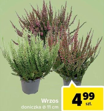 Carrefour Wrzos oferta