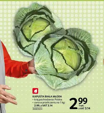 Selgros Kapusta biała młoda 1szt. oferta