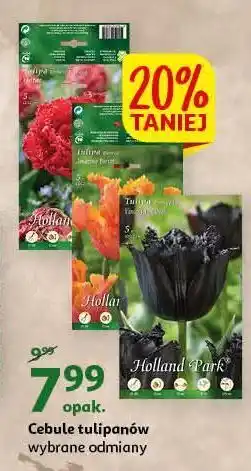 Auchan Cebule kwiatowe tulipanów holland park oferta