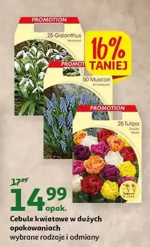 Auchan Cebule tulipana oferta