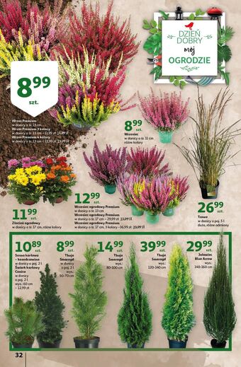 Auchan Wrzos premium 3 kolory oferta