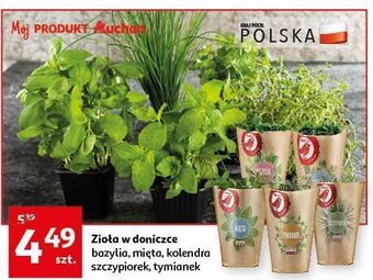 Auchan Bazylia auchan różnorodne (logo czerwone) oferta