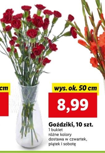 Lidl Goździki oferta
