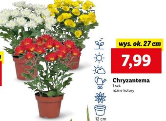 Lidl Chryzantema oferta
