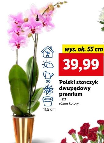 Lidl Storczyk dwupędowy oferta