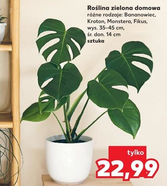 Kaufland Monstera oferta