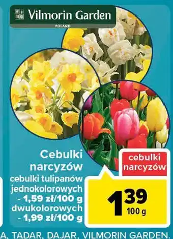 Carrefour Cebulka narcyza oferta