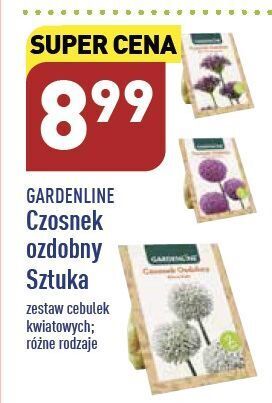 ALDI Czosnek ozdobny garden line oferta
