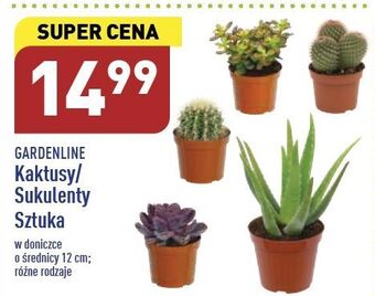 ALDI Kaktus garden line oferta