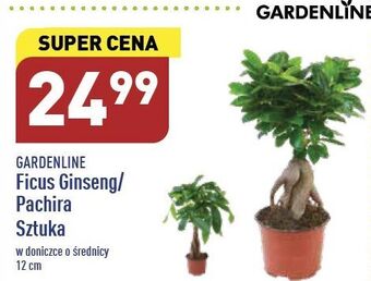ALDI Pachira garden line oferta