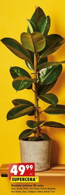 Biedronka Dracena marginata oferta