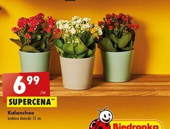 Biedronka Kalanchoe don. śr. 12 cm oferta