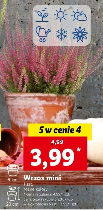 Lidl Wrzos oferta