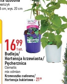 E.Leclerc Hortensja oferta
