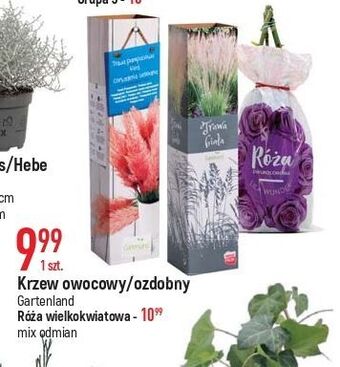 E.Leclerc Róża wielokwiatowa gartenland oferta