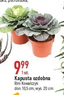 E.Leclerc Kapusta ozdobna oferta