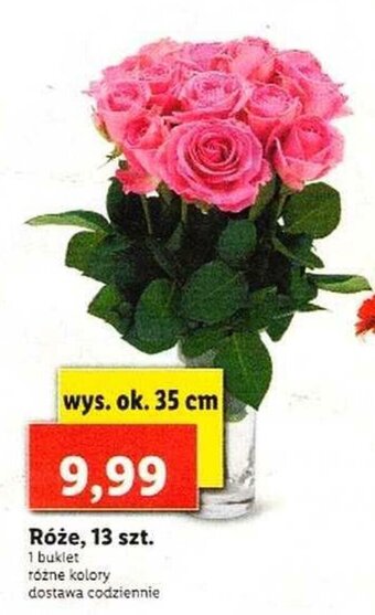 Lidl Róże 13szt. oferta