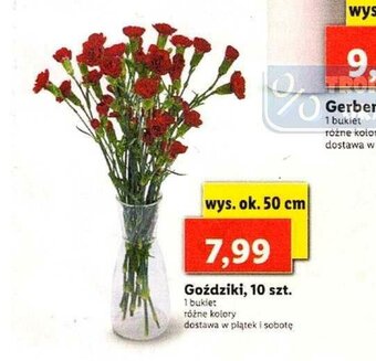 Lidl Goździki 10szt. oferta