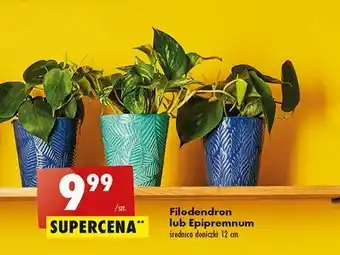 Biedronka Filodendron don. 12 cm oferta