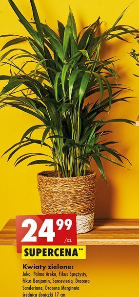 Biedronka Dracena marginata oferta