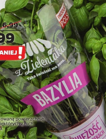 Netto Bazylia w doniczce oferta