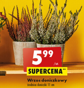 Biedronka Wrzos oferta