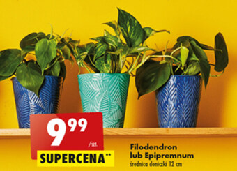 Biedronka Roślina doniczkowa oferta