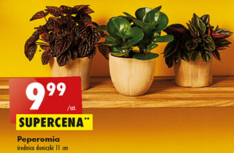 Biedronka Roślina doniczkowa oferta