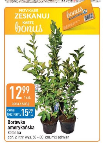 E.Leclerc Borówka amerykańska oferta