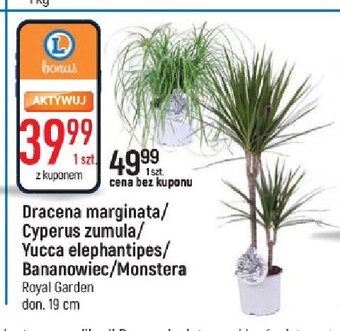 E.Leclerc Monstera oferta