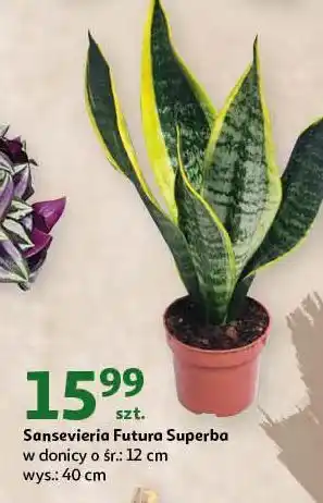 Auchan Sansevieria don. 12 cm oferta