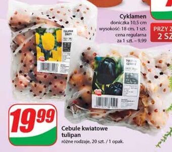 Dino Cebule kwiatowe tulipanów oferta