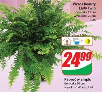 Dino Paproć w amplu 20 cm oferta