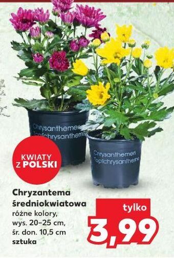 Kaufland Chryzantema średniokwiatowa w doniczce 10.5 cm oferta