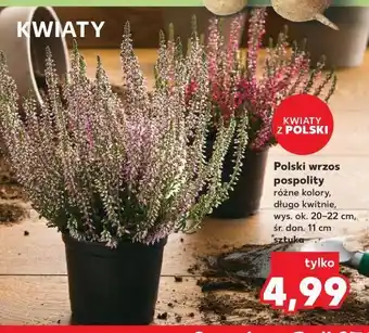 Kaufland Wrzos pospolity 11 cm oferta