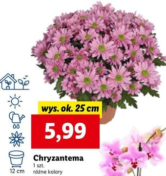 Lidl Chryzantema oferta