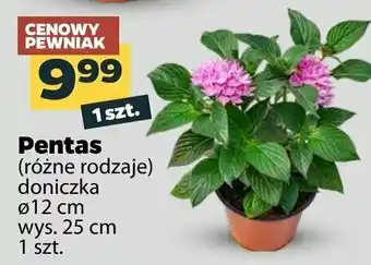 Netto Kwiat pentas śr. don. 12 cm 1 SZT oferta