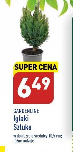ALDI Iglak 10.5 cm garden line oferta