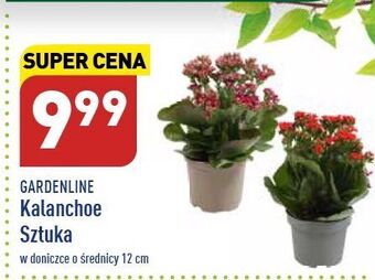 ALDI Kalanchoe w doniczce 12 cm garden line oferta