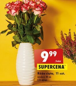 Biedronka Róże 40 cm oferta