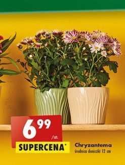 Biedronka Chryzantema don. 12 cm oferta
