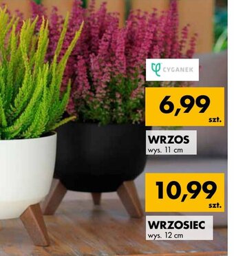 Mrówka Wrzos oferta