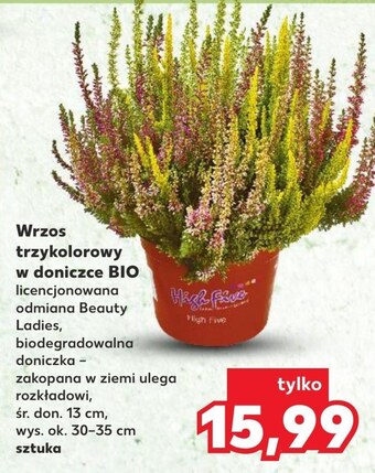 Kaufland Wrzos kaufland oferta
