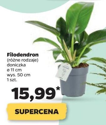 Filodendron