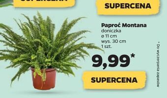 Netto Paproć montana don. 11 cm oferta