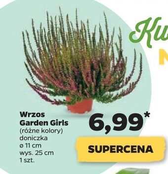 Netto Wrzos garden girls donica 11 cm oferta