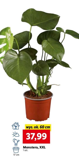 Lidl Monstera w doniczce wys. 60 cm oferta