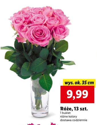 Lidl Róże 35 cm oferta