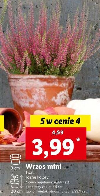 Lidl Wrzos mini don. 9 cm oferta