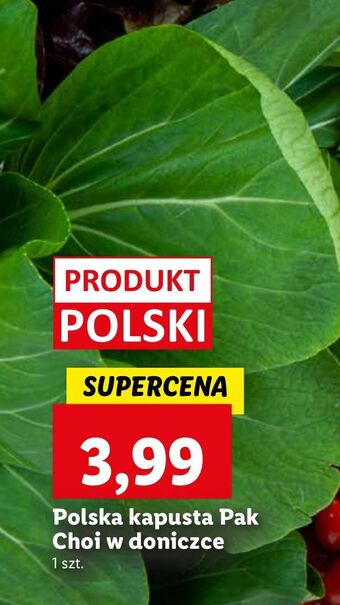 Lidl Kapusta pak choi oferta